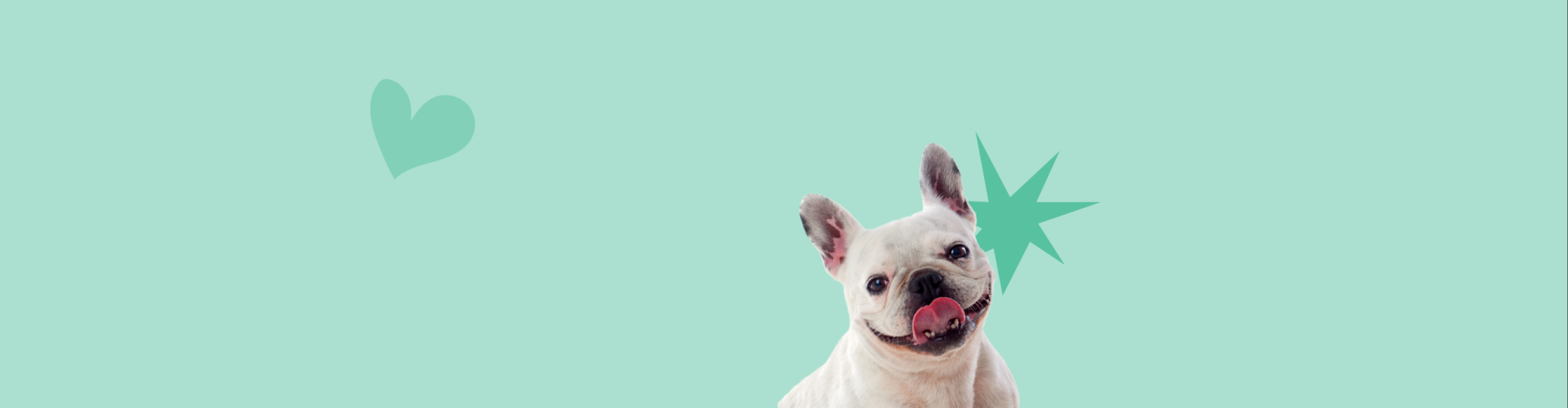 A French Bulldog smiling because he's about to get a new chew toy from Waggle & Woof
